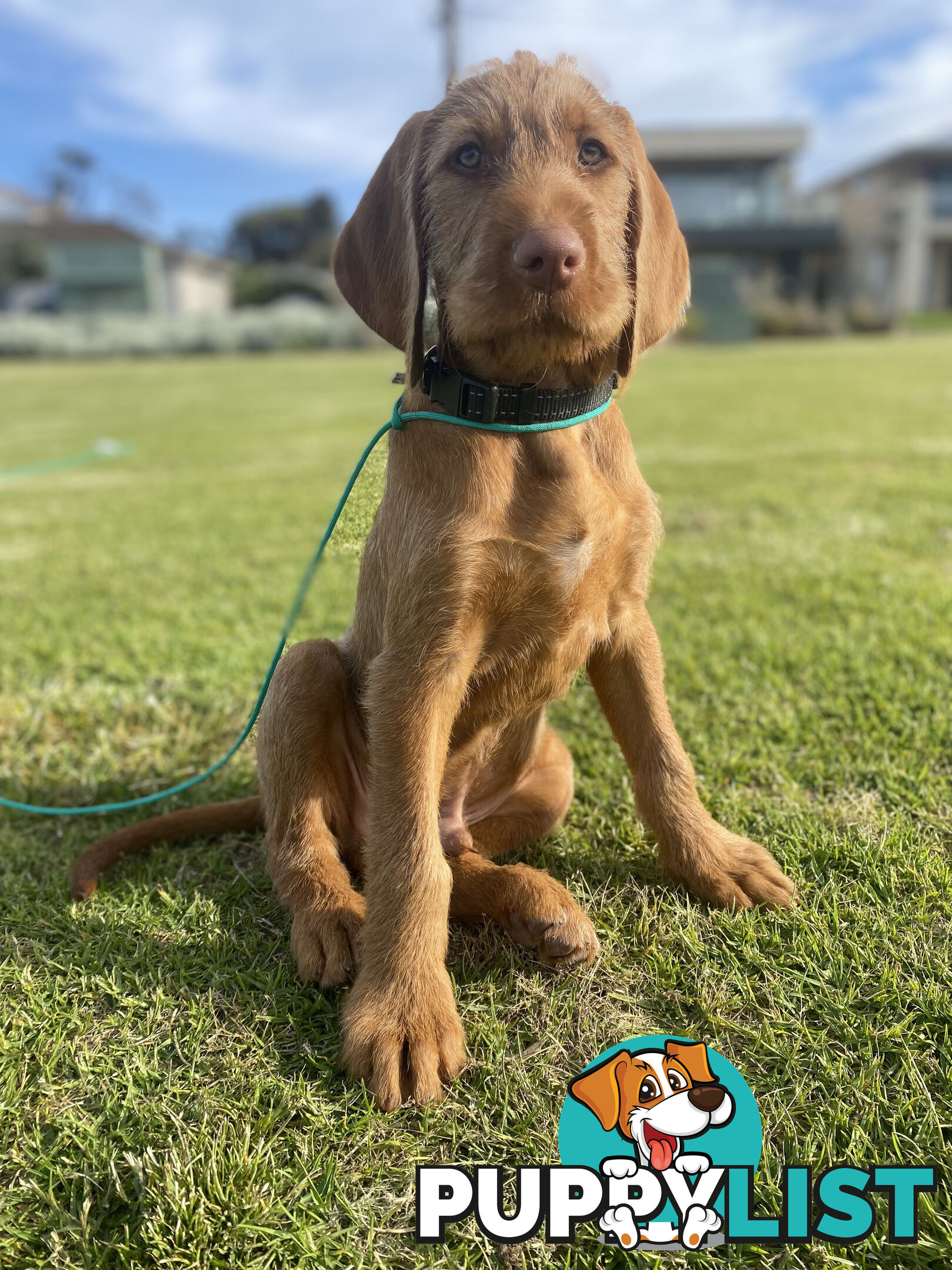 Rare Wirehaired Vizsla Puppies