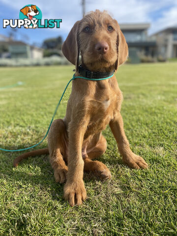 Rare Wirehaired Vizsla Puppies