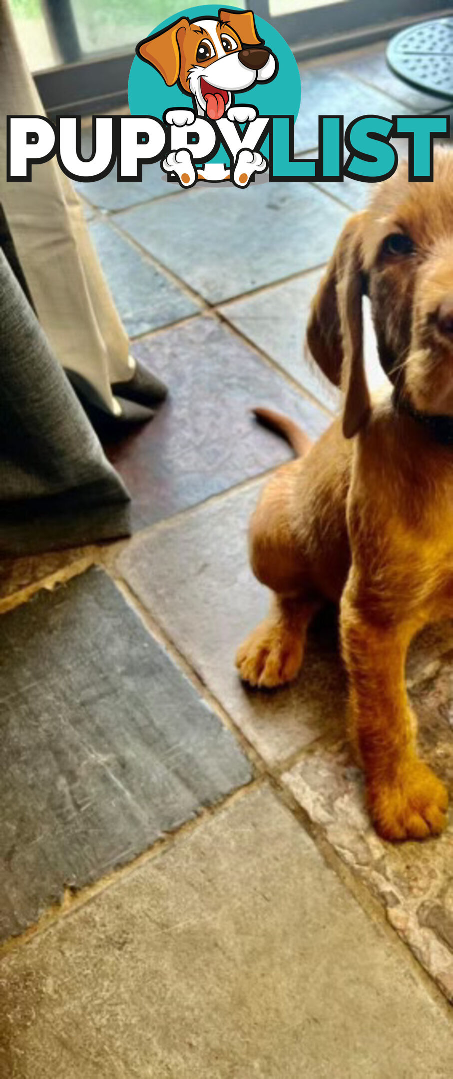 Rare Wirehaired Vizsla Puppies