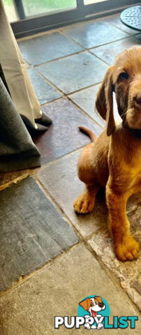 Rare Wirehaired Vizsla Puppies