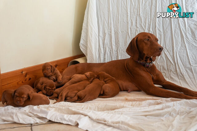 Rare Wirehaired Vizsla Puppies