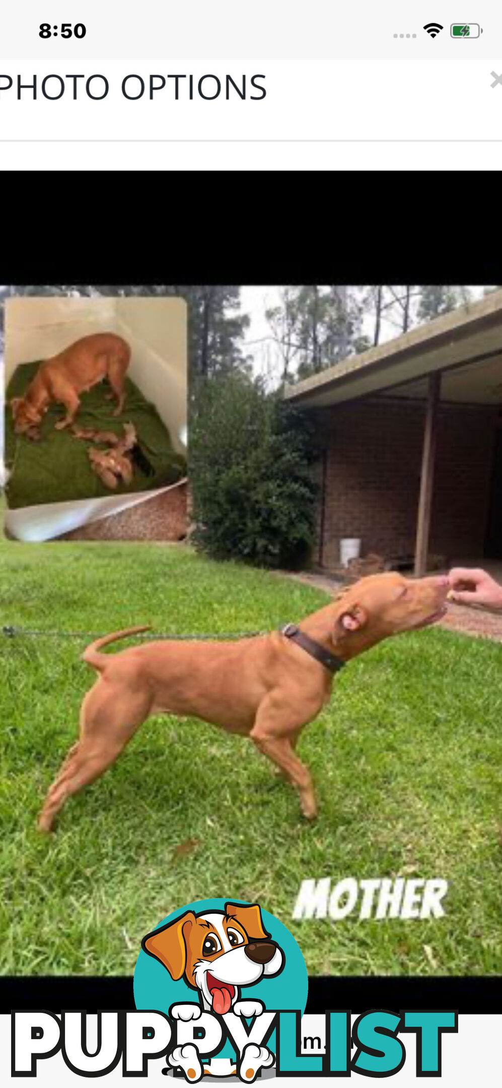 “American staffy”