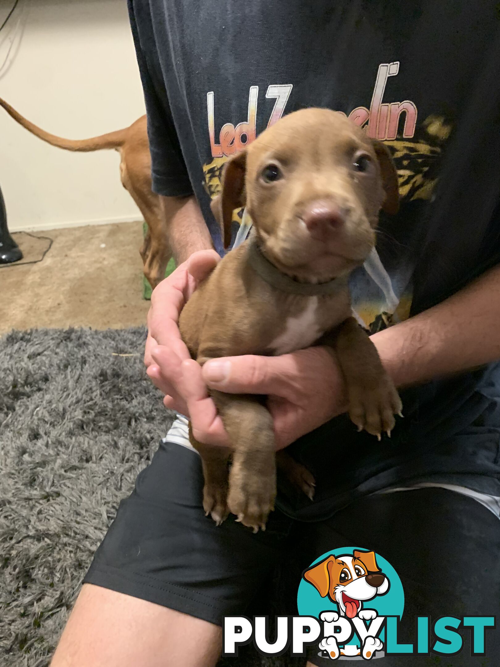“American staffy”