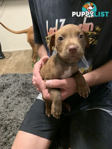 “American staffy”