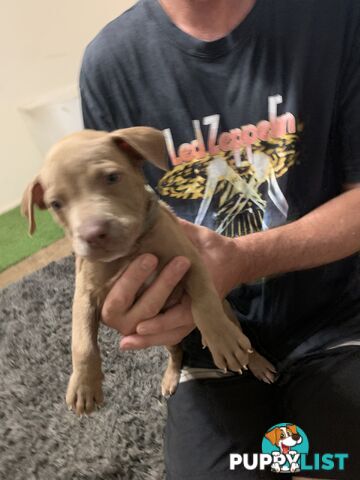 “American staffy”