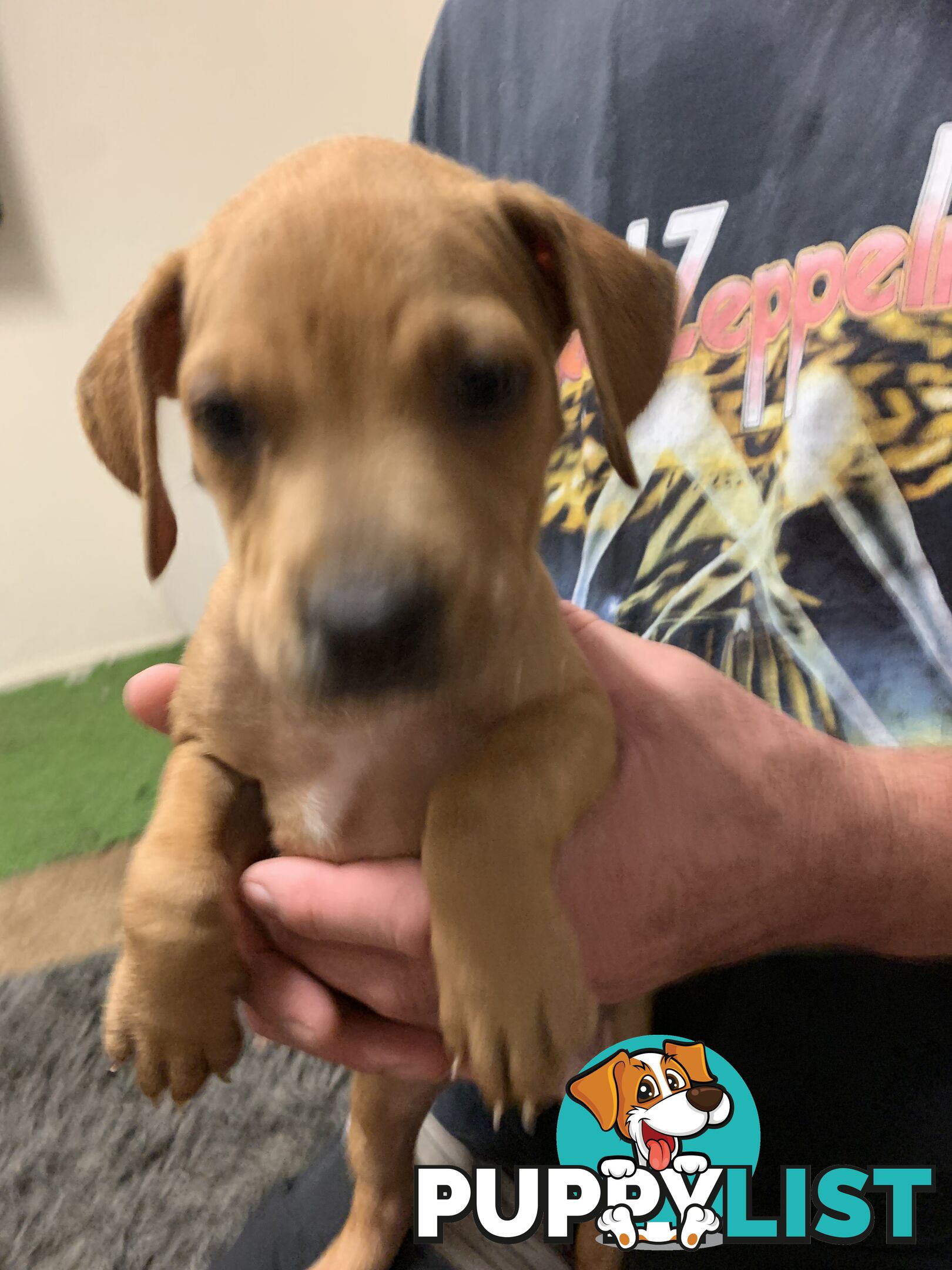 “American staffy”
