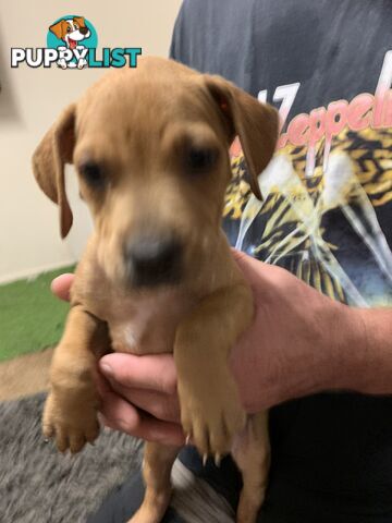 “American staffy”