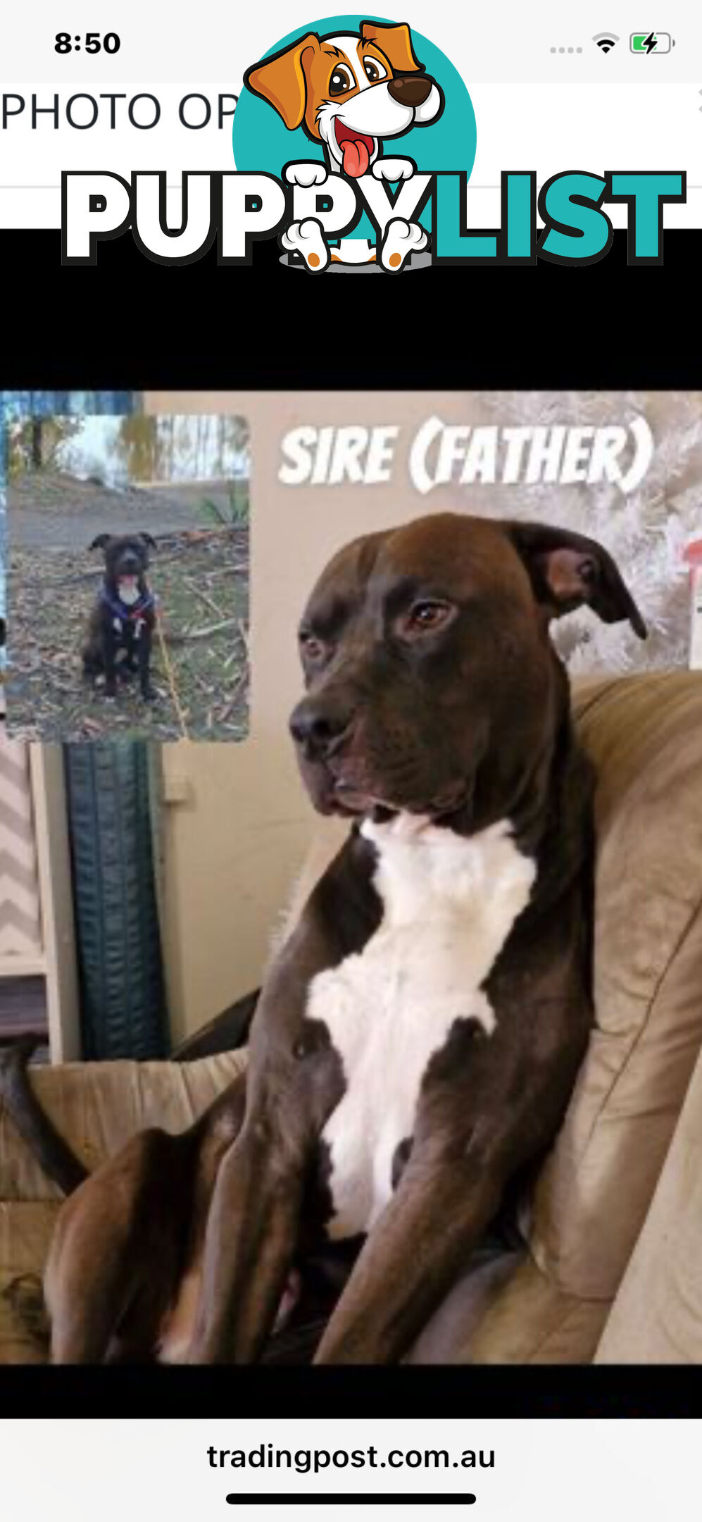 “American staffy”