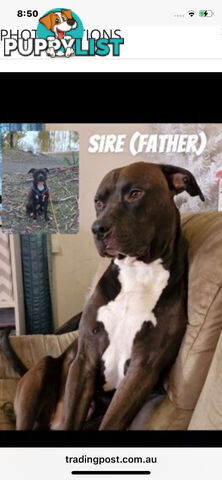 “American staffy”