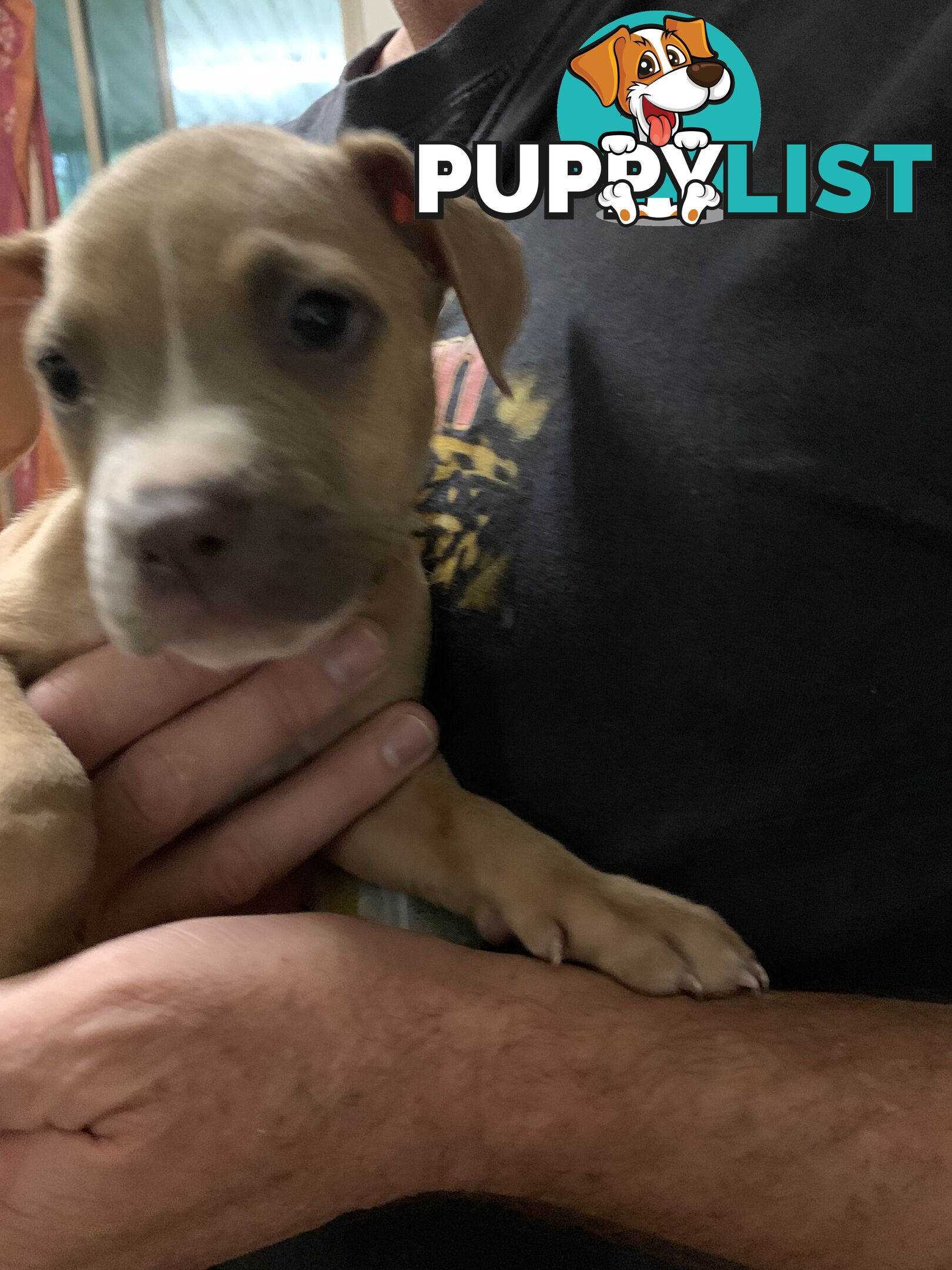 “American staffy”
