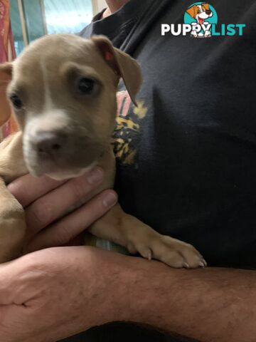 “American staffy”