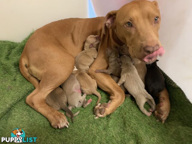 “American staffy”