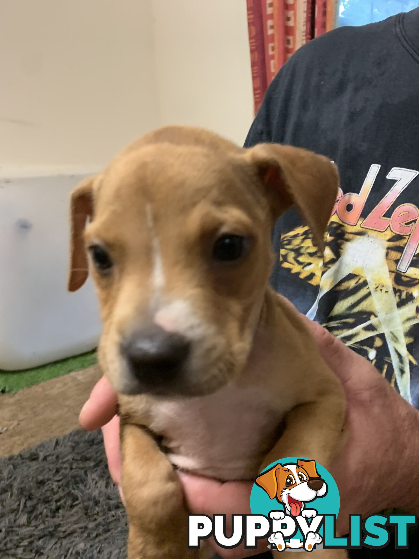 “American staffy”