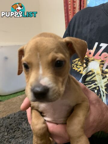 “American staffy”
