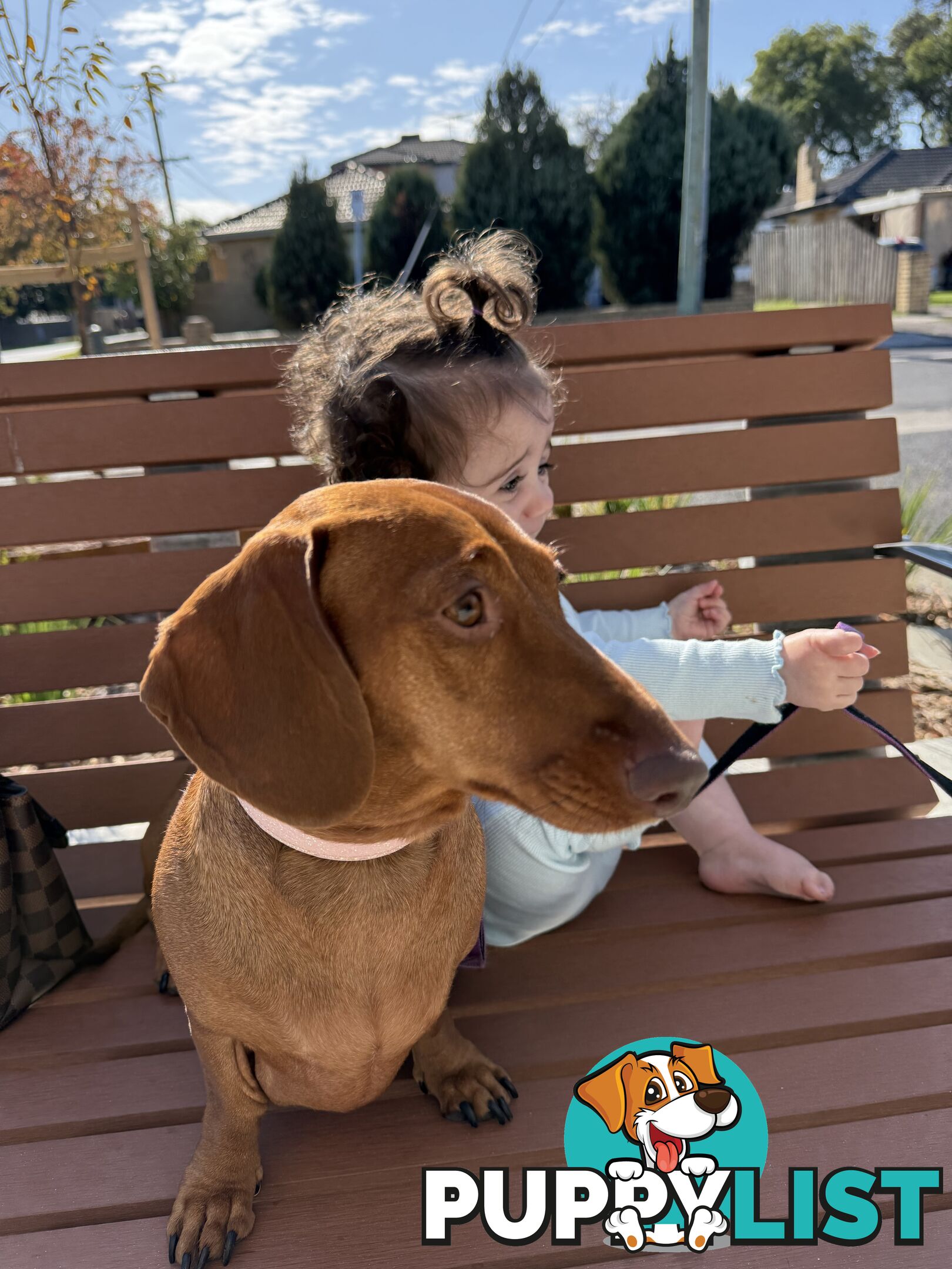 Mini Dachshund Sausage dog female