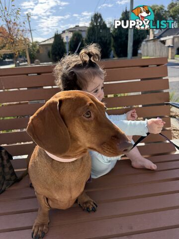 Mini Dachshund Sausage dog female