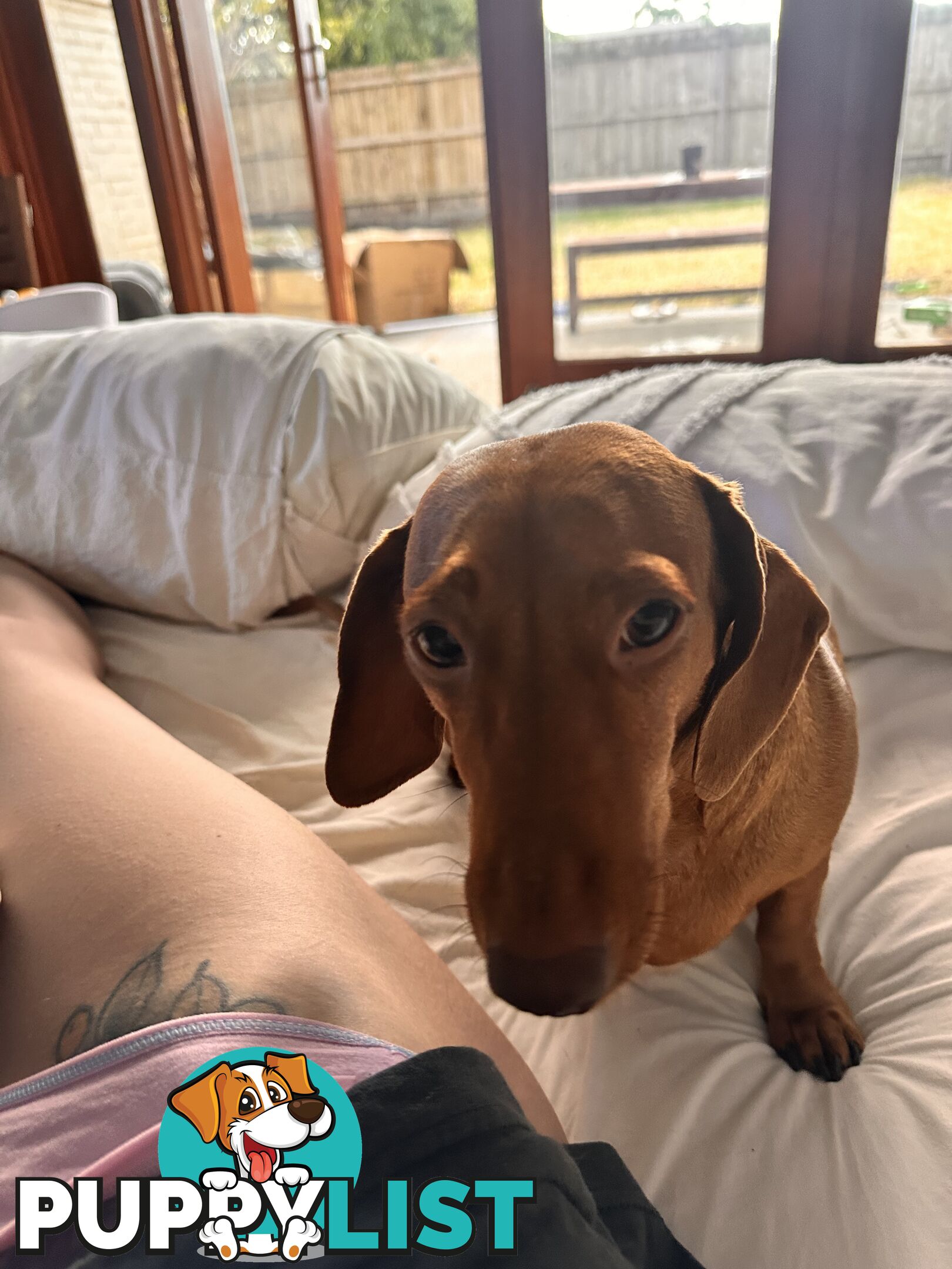 Mini Dachshund Sausage dog female