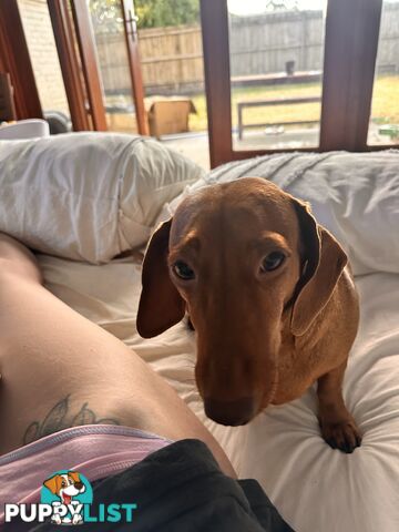 Mini Dachshund Sausage dog female