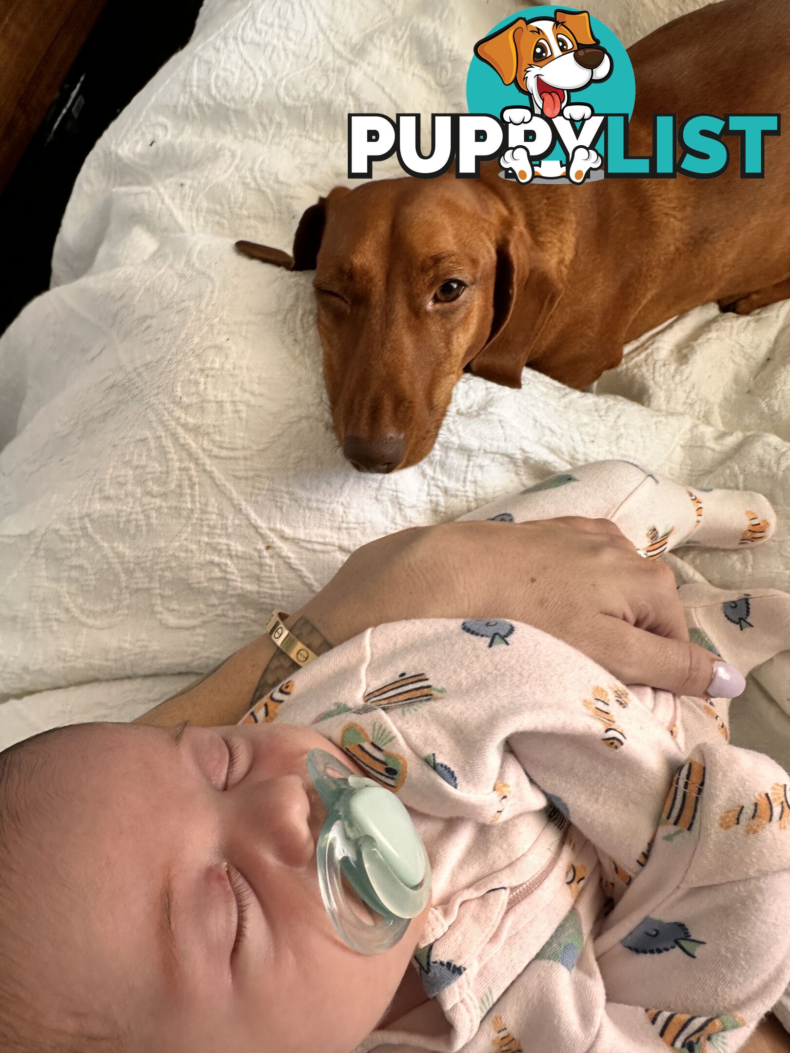 Mini Dachshund Sausage dog female