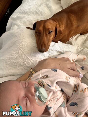 Mini Dachshund Sausage dog female
