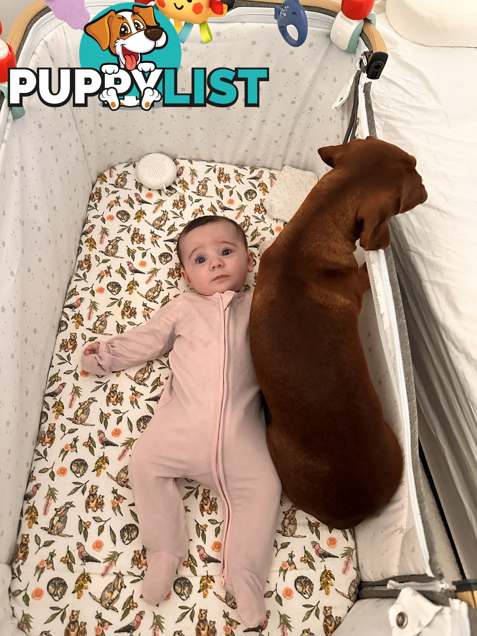 Mini Dachshund Sausage dog female