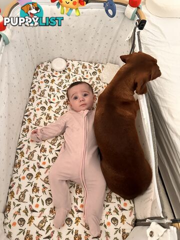 Mini Dachshund Sausage dog female