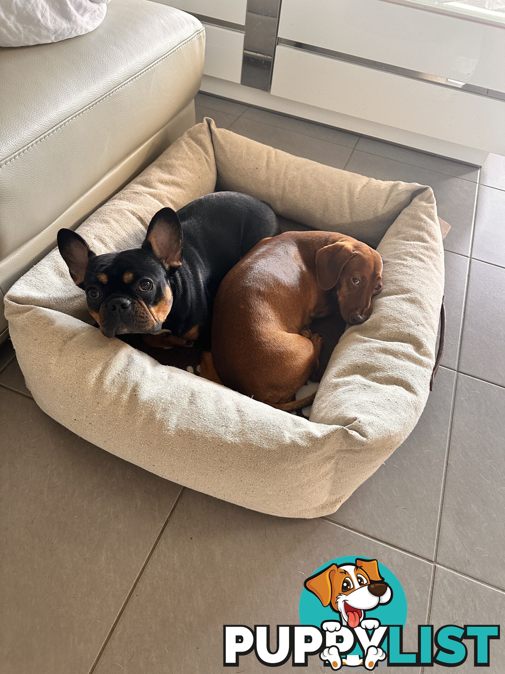 Mini Dachshund Sausage dog female