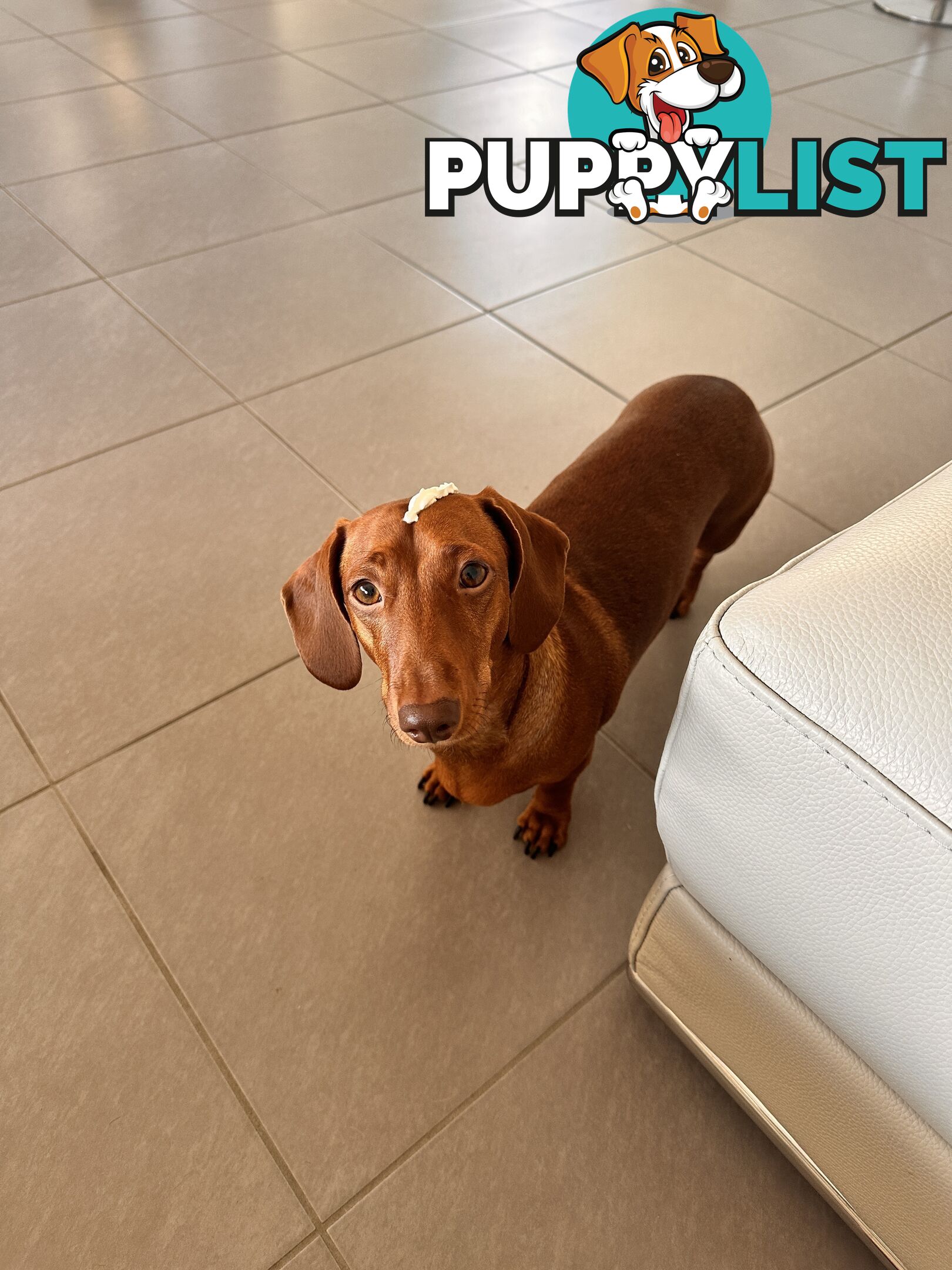 Mini Dachshund Sausage dog female