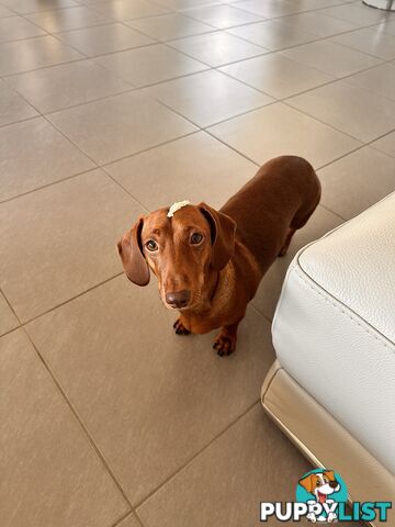 Mini Dachshund Sausage dog female