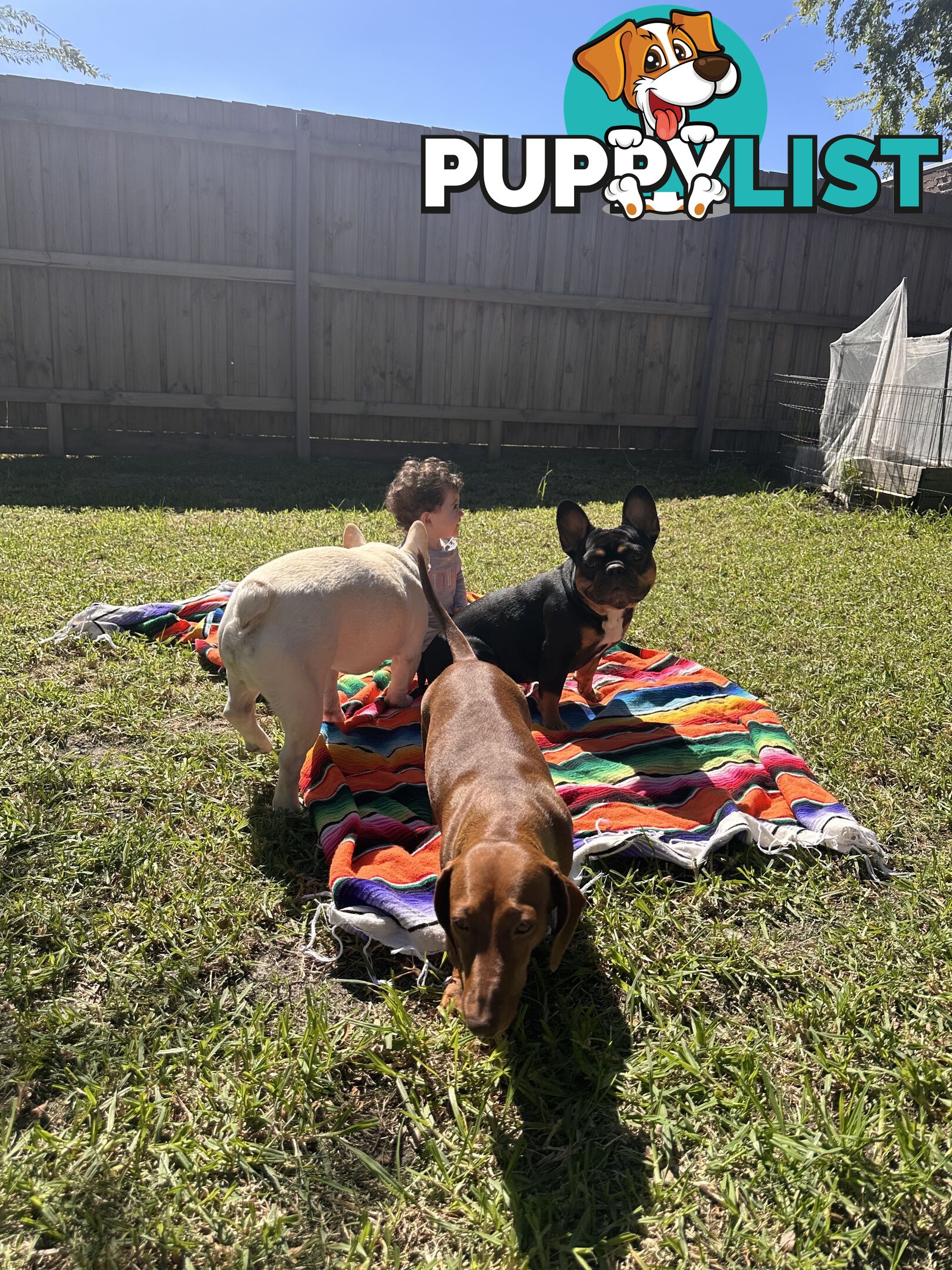Mini Dachshund Sausage dog female