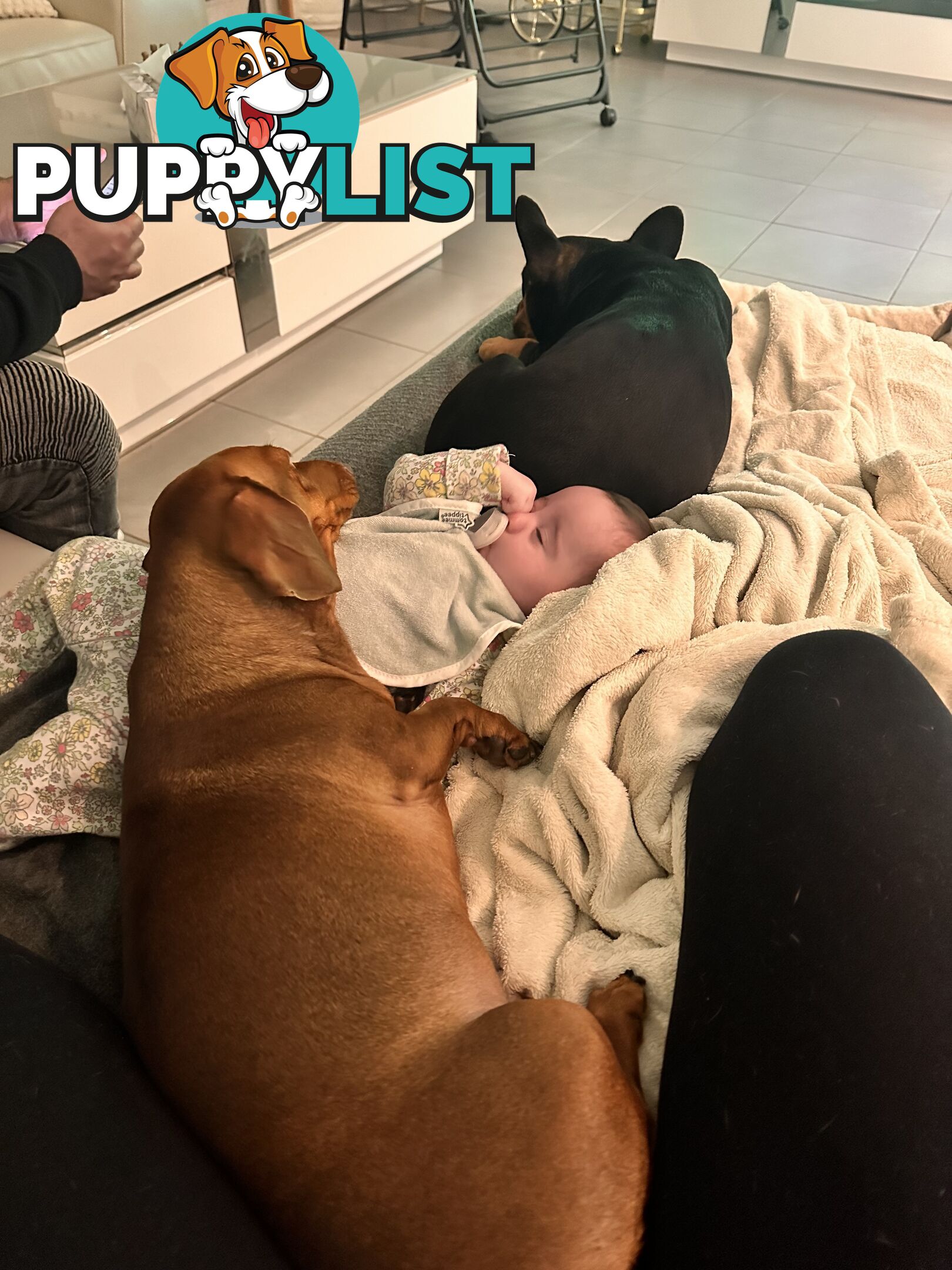 Mini Dachshund Sausage dog female