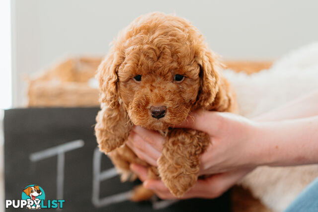 PURE BREED TOY POODLES AVAILABLE NOW FOR YOU VALENTINE - DAD DNA CLEAR