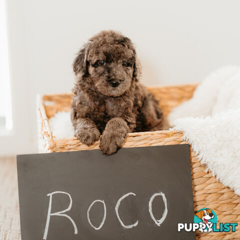 PURE BREED TOY POODLES AVAILABLE NOW FOR YOU VALENTINE - DAD DNA CLEAR