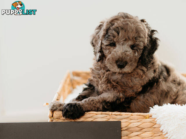 PURE BREED TOY POODLES AVAILABLE NOW FOR YOU VALENTINE - DAD DNA CLEAR