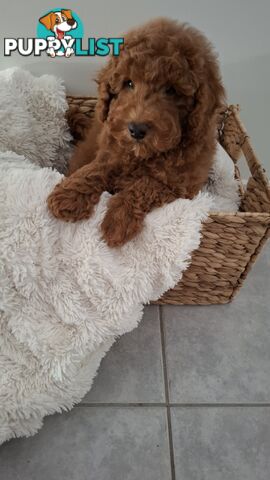 Purebred Toy Poodles DNA tested/Health Cleared Ready Now!