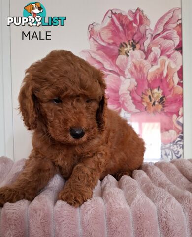 Purebred Toy Poodles DNA tested/Health Cleared Ready Now!