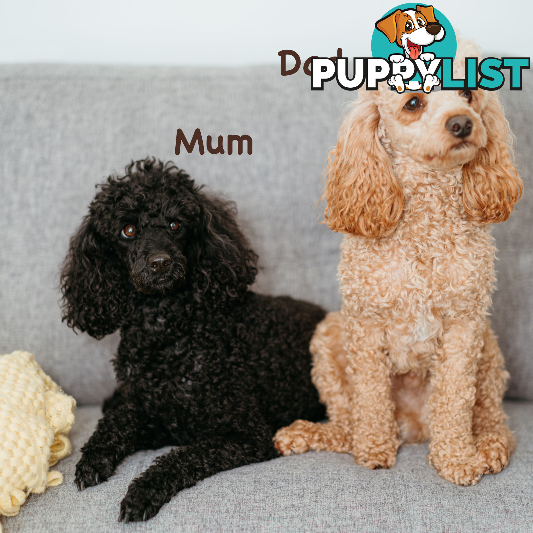 PURE BREED TOY POODLES AVAILABLE NOW FOR YOU VALENTINE - DAD DNA CLEAR