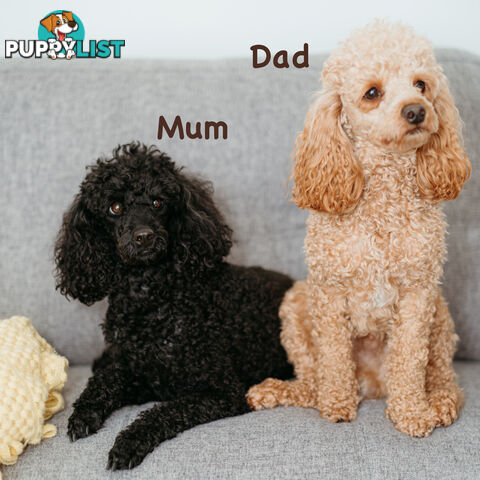 PURE BREED TOY POODLES AVAILABLE NOW FOR YOU VALENTINE - DAD DNA CLEAR