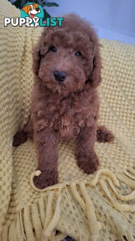 Purebred Toy Poodles DNA tested/Health Cleared Ready Now!