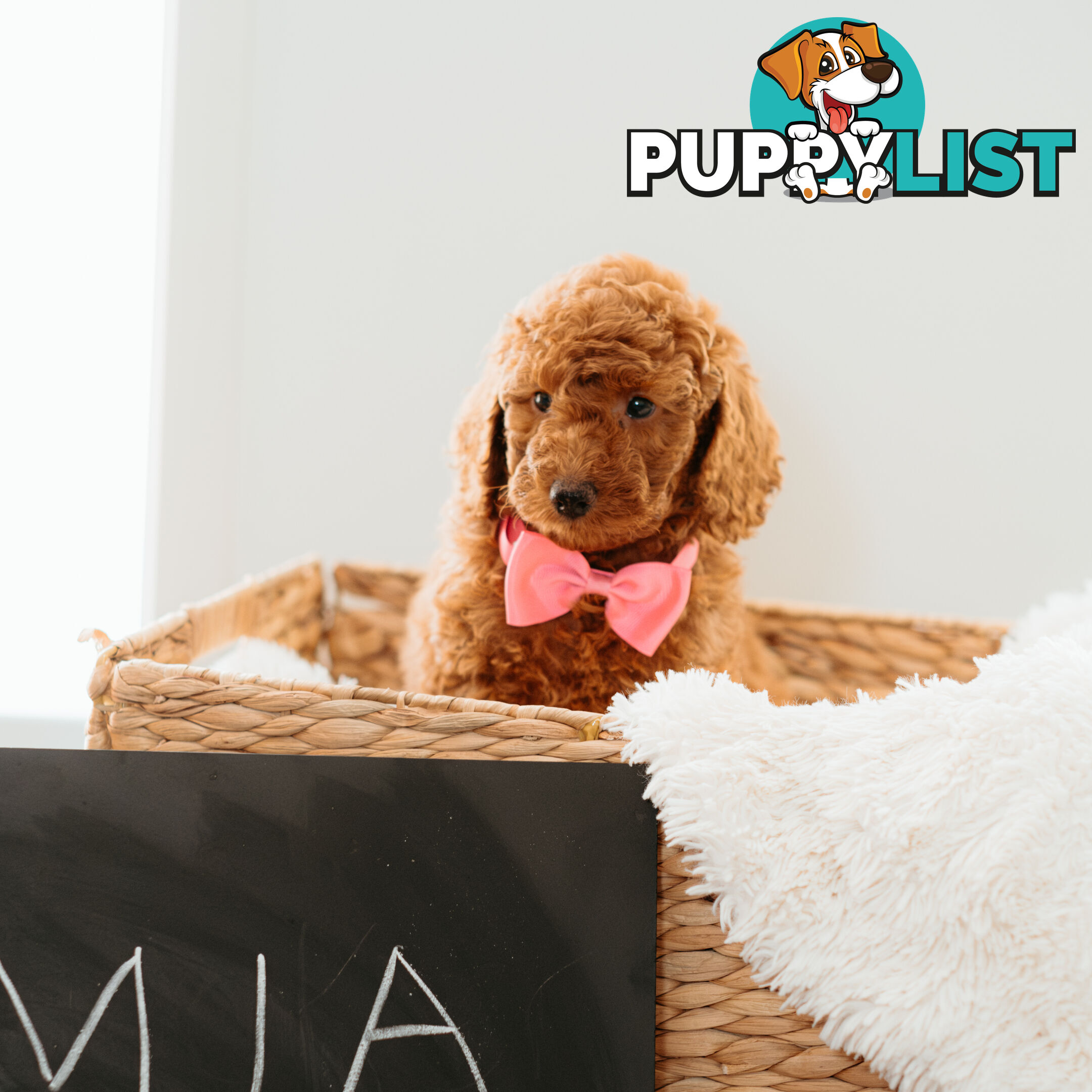 PURE BREED TOY POODLES AVAILABLE NOW FOR YOU VALENTINE - DAD DNA CLEAR