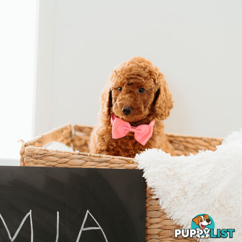 PURE BREED TOY POODLES AVAILABLE NOW FOR YOU VALENTINE - DAD DNA CLEAR