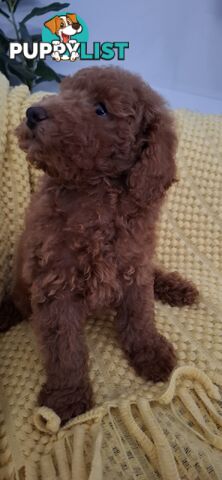 Purebred Toy Poodles DNA tested/Health Cleared Ready Now!