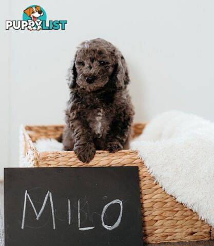 Purebred Toy Poodles DNA tested/Health Cleared Ready Now!