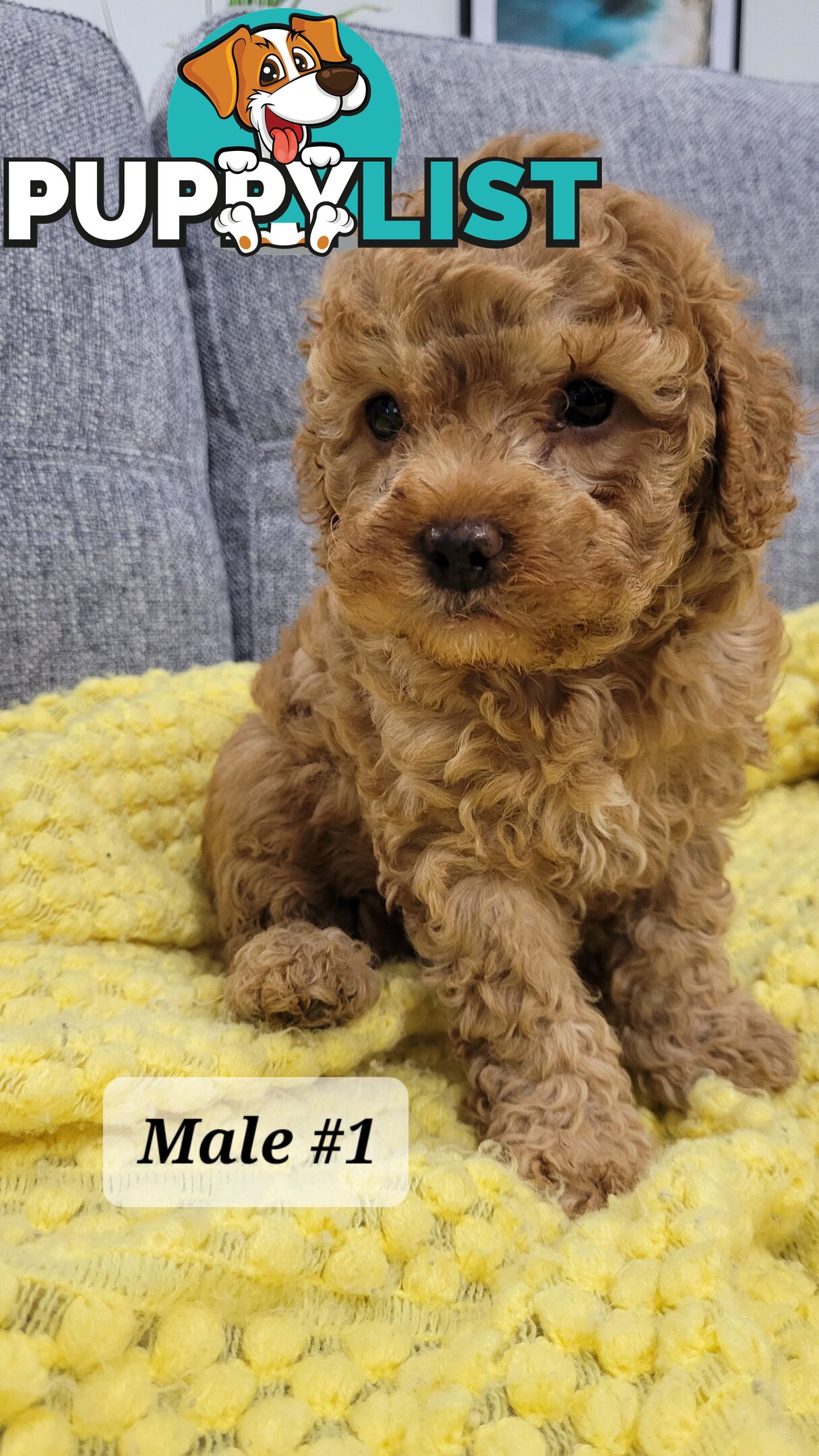 Sweet Cavoodle Puppies – Ready to Join Your Family!