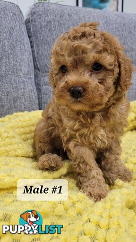 Sweet Cavoodle Puppies – Ready to Join Your Family!