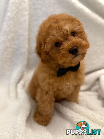 Cavoodle Puppies – DNA Clear Parents