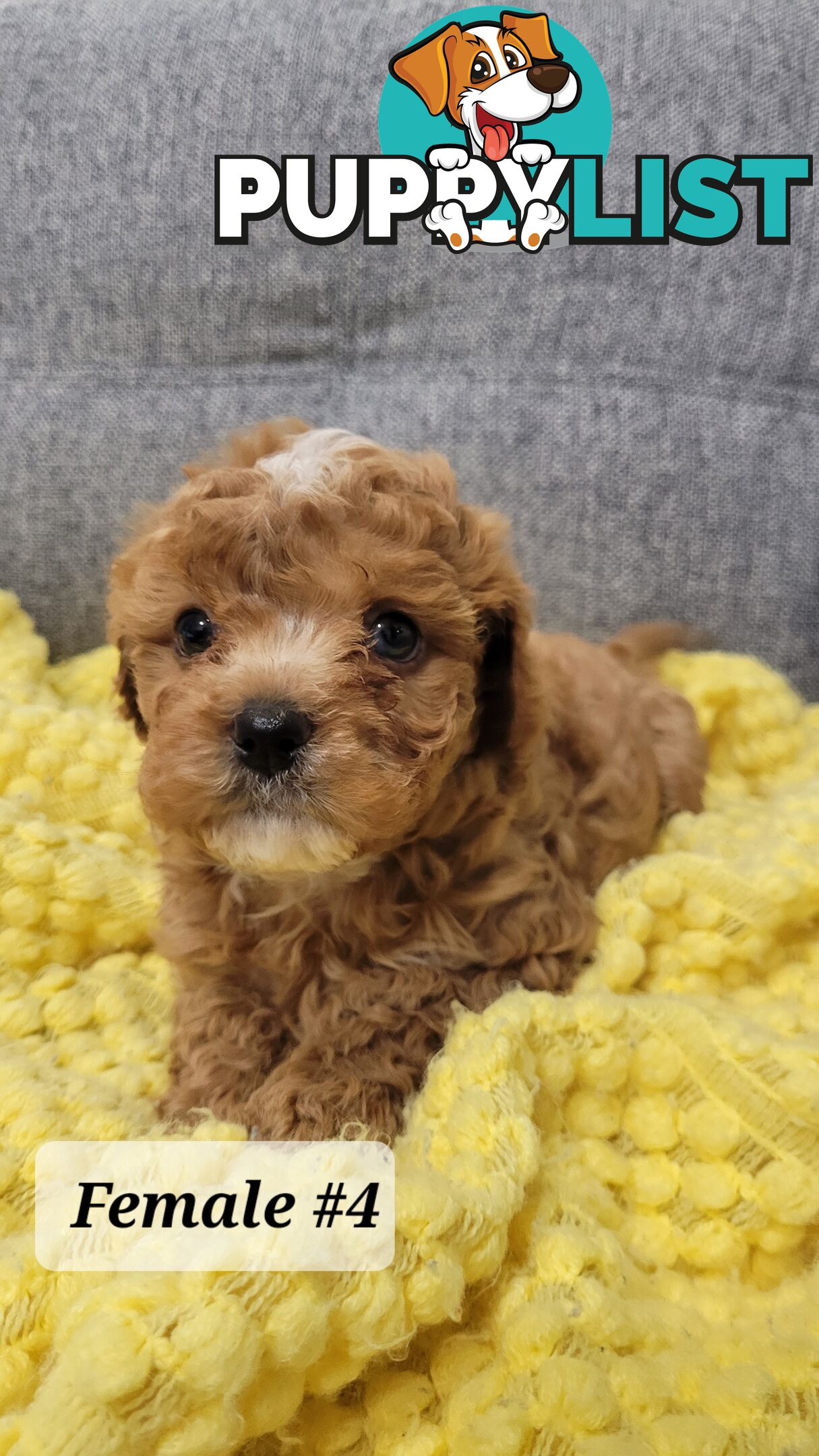 Sweet Cavoodle Puppies – Ready to Join Your Family!