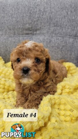 Sweet Cavoodle Puppies – Ready to Join Your Family!