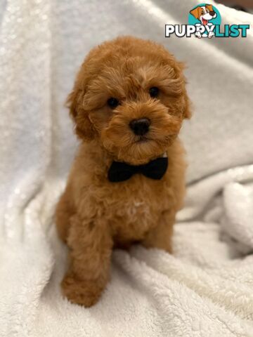 Cavoodle Puppies – DNA Clear Parents