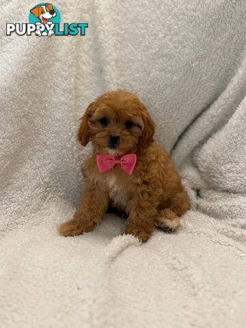 Cavoodle Puppies – DNA Clear Parents